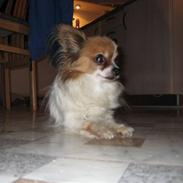 Papillon Fifi *guldklumpen*