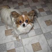 Papillon Fifi *guldklumpen*
