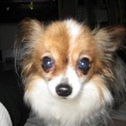 Papillon Fifi *guldklumpen*