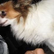 Papillon Fifi *guldklumpen*