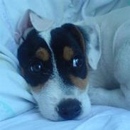 Jack russell terrier charlie
