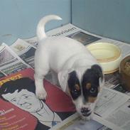 Jack russell terrier charlie