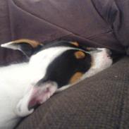 Jack russell terrier charlie