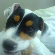 Jack russell terrier charlie