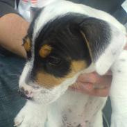 Jack russell terrier charlie