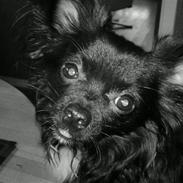 Chihuahua Miklo