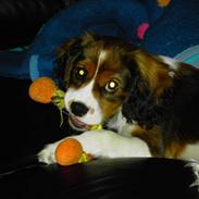 Blanding af racer futte