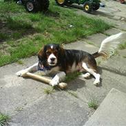 Blanding af racer futte