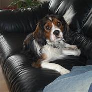 Blanding af racer futte