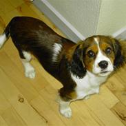 Blanding af racer futte