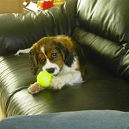 Blanding af racer futte