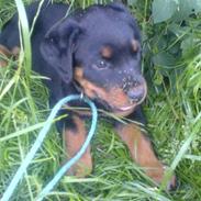 Rottweiler Diesel