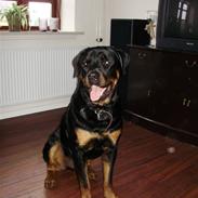 Rottweiler Diesel