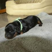 Cavalier king charles spaniel vesterbys alma