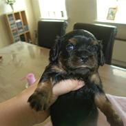 Cavalier king charles spaniel vesterbys alma