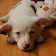 Welsh corgi cardigan Cofie