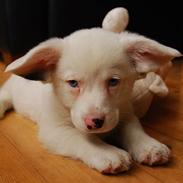 Welsh corgi cardigan Cofie