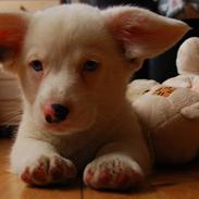 Welsh corgi cardigan Cofie