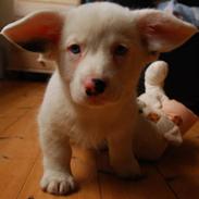 Welsh corgi cardigan Cofie