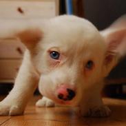 Welsh corgi cardigan Cofie
