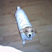 Blanding af racer Mala "Himmelhund"  R.I.P.