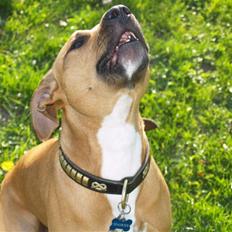 Amerikansk staffordshire terrier Kenzo *R.I.P*