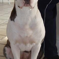 Amerikansk staffordshire terrier Bea