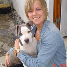 Amerikansk staffordshire terrier Bea