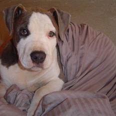 Amerikansk staffordshire terrier Bea