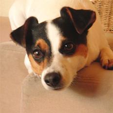 Jack russell terrier  * Fine *