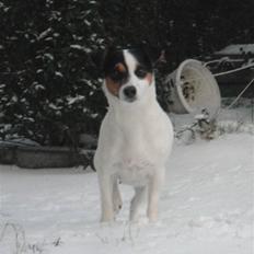 Jack russell terrier  * Fine *