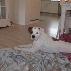 Blanding af racer Molly