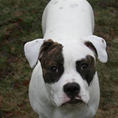 Amerikansk bulldog VBA´s Darling aka Maya
