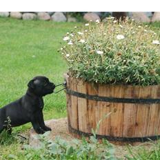 Staffordshire bull terrier Enoddens Hey littel girl.