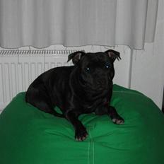 Staffordshire bull terrier Enoddens Hey littel girl.