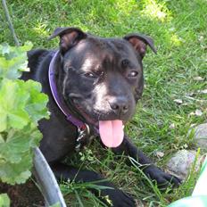 Staffordshire bull terrier Enoddens Hey littel girl.