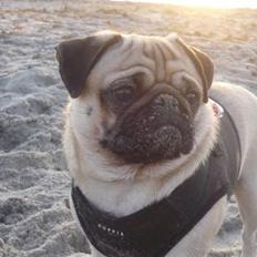 Mops Samson