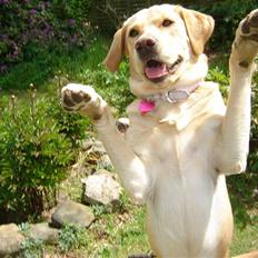 Blanding af racer Molly