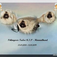 Pekingeser Tudse R.I.P - Himmelhund