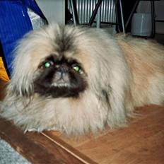 Pekingeser Tudse R.I.P - Himmelhund
