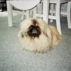 Pekingeser Tudse R.I.P - Himmelhund
