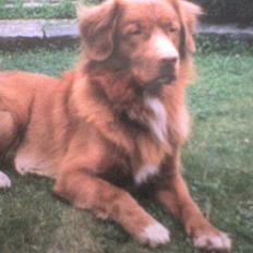 Nova scotia duck tolling retriever Silas <'3