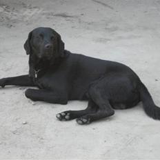 Labrador retriever Jensen R.I.P