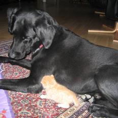 Labrador retriever Jensen R.I.P