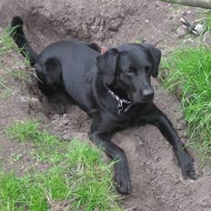 Labrador retriever Jensen R.I.P