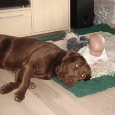 Labrador retriever Brutus