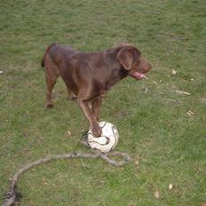 Labrador retriever Brutus