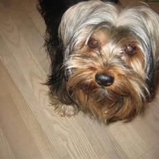 Yorkshire terrier Balu rappperen