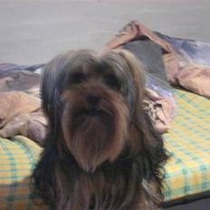Yorkshire terrier Balu rappperen