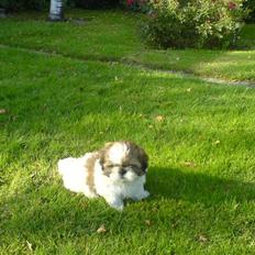 Shih tzu Gizmo